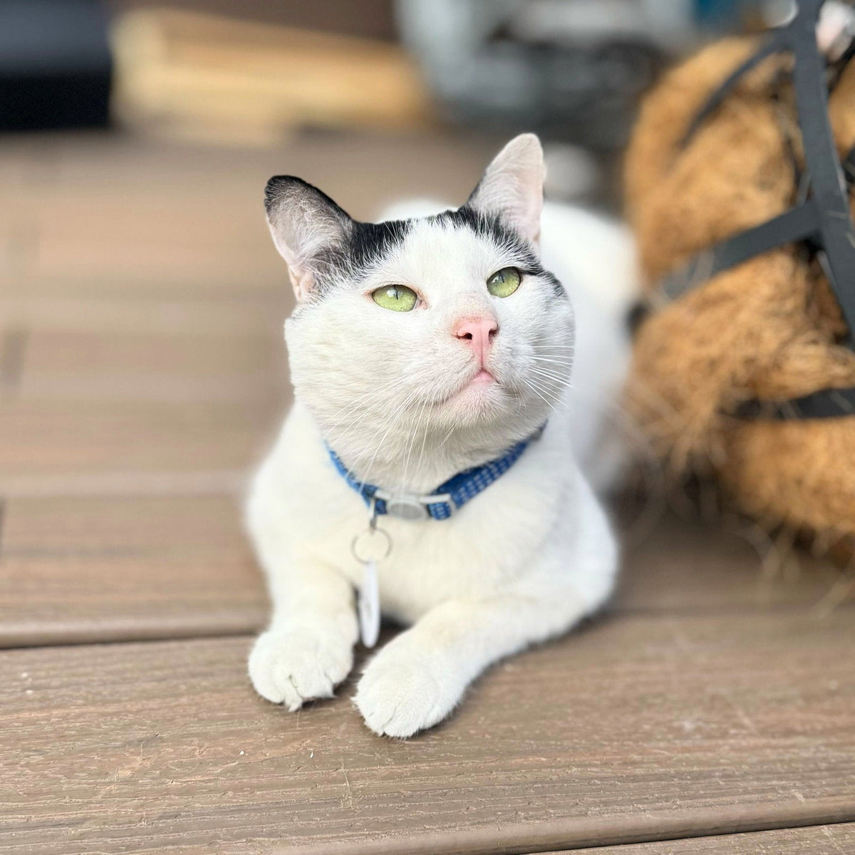 Cat Collars