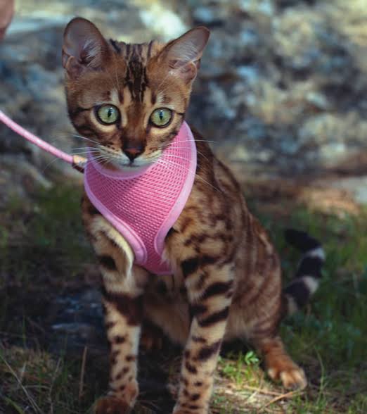 Cat Harnesses