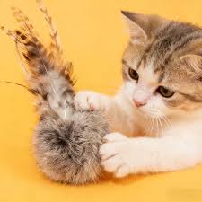 Cat Toys