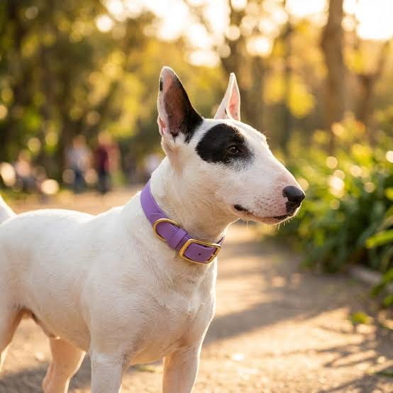 Dog Collars