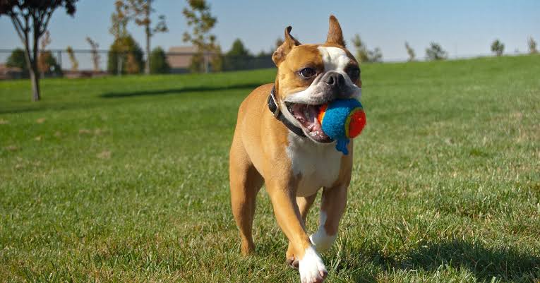 Fetch Dog Toys