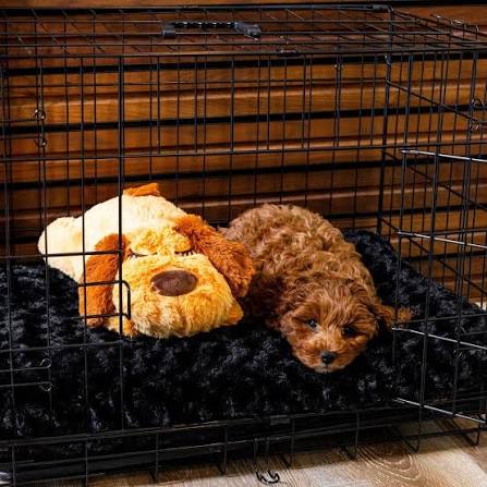 Pet Crates & Kennels