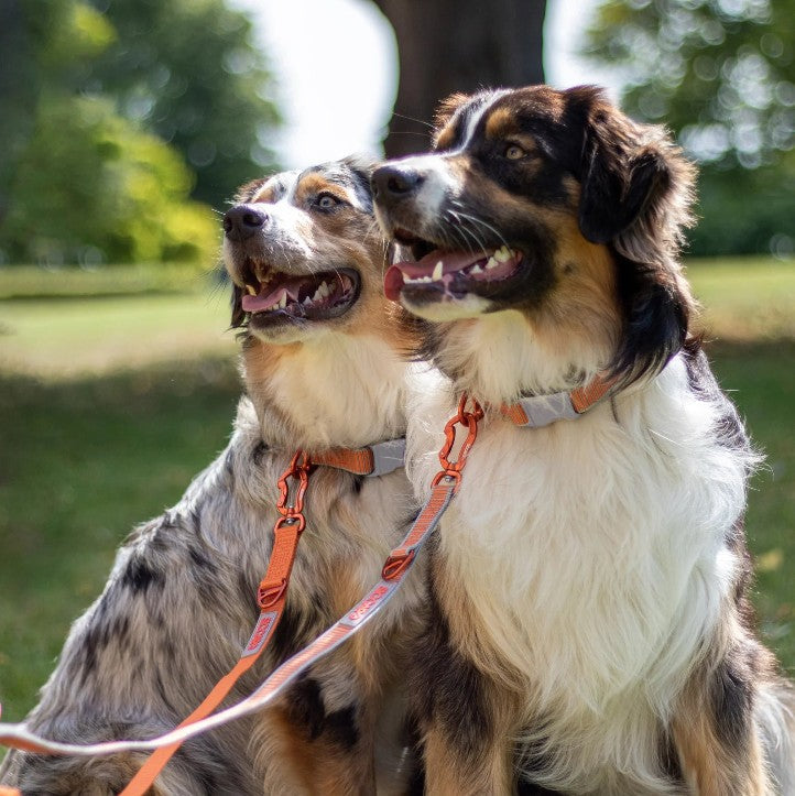 Collars/Leashes